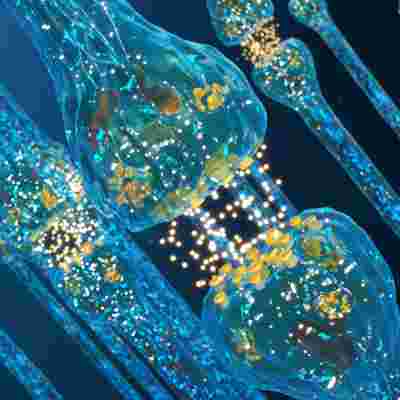 Neurons And Synaptic Connections Belbin