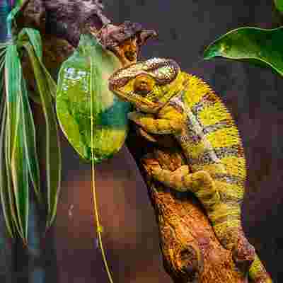 Agile Teams and Belbin Team Roles Adapability.jpg